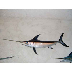 Trophée poisson des mers tropicales Espadon -TRDF60