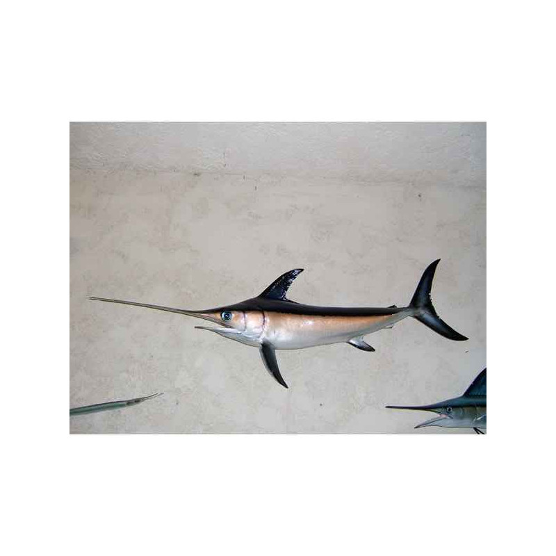 Trophée poisson des mers tropicales Espadon -TRDF60
