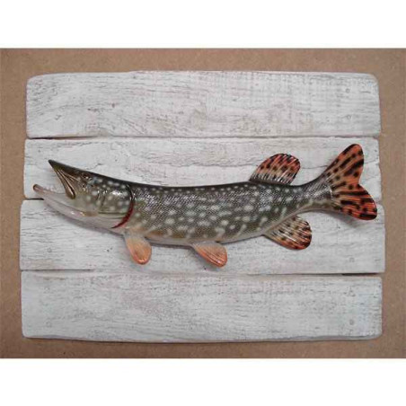Décors Brochet sur cadre -CADR12