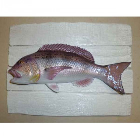 Cadre poisson de mer Cap Vert Denti  -CADR02