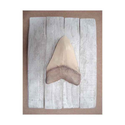 Décors Dent mégalodon sur cadre -CADR25