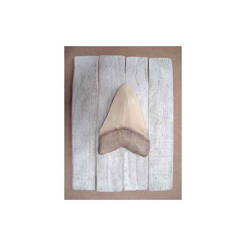 Décors Dent mégalodon sur cadre -CADR25