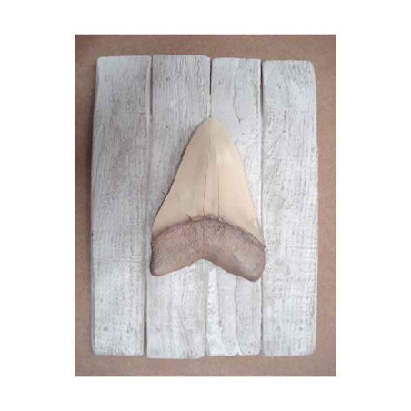 Décors Dent mégalodon sur cadre -CADR25