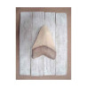 Décors Dent mégalodon sur cadre -CADR25