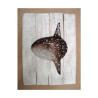 Décors Poisson lune sur cadre -CADR10