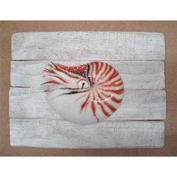 Décors Nautile sur cadre -CADR28