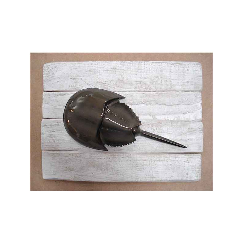 Décors Limule sur cadre -CADR27