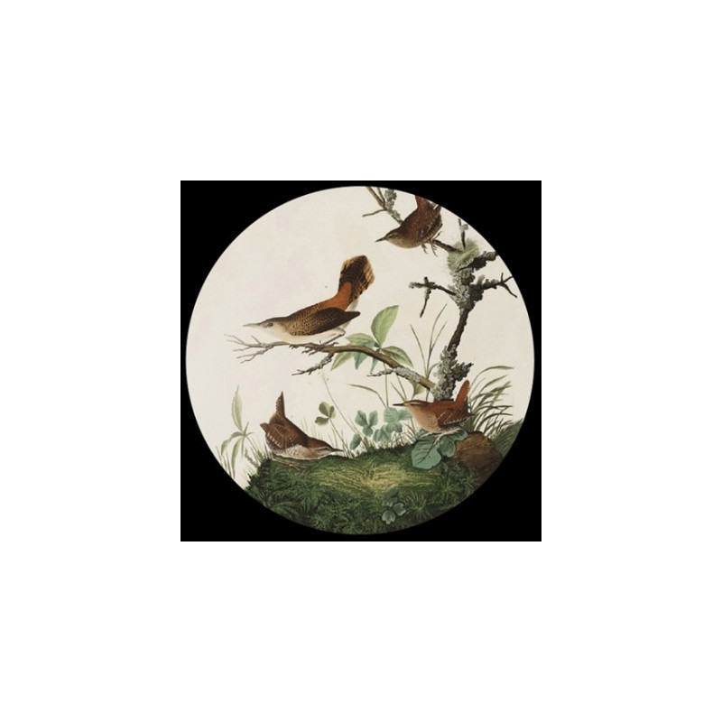 Presse papier audubon winter wrens Parastone -PAUD1