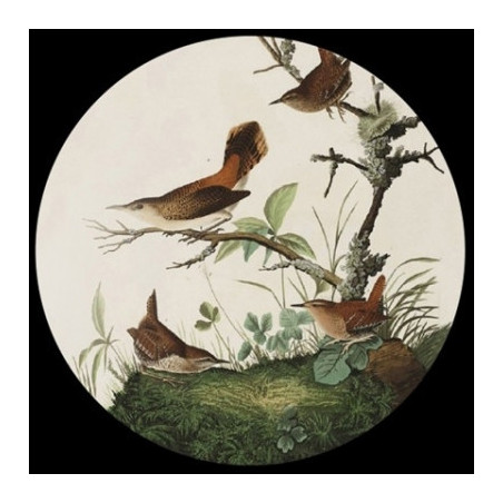 Presse papier audubon winter wrens Parastone -PAUD1
